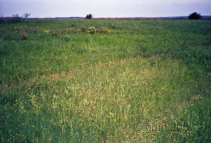 temperate grasslands copy